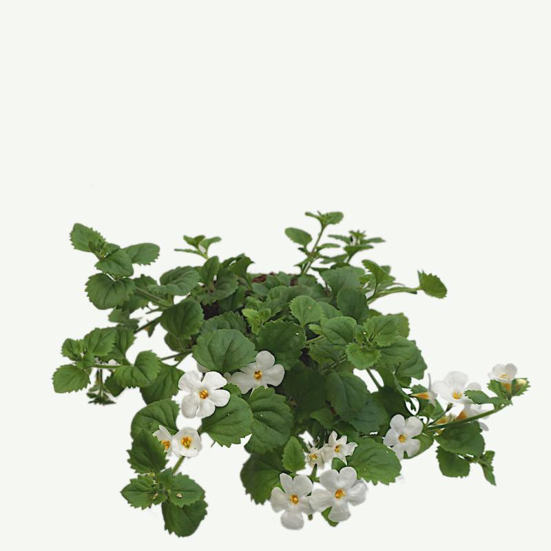 Bacopa Schneeflockenblume