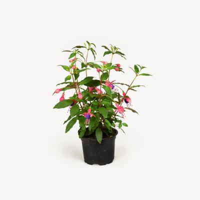 Fuchsia stehend
