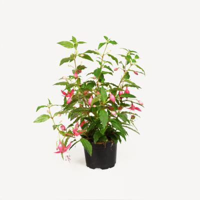 Fuchsia stehend