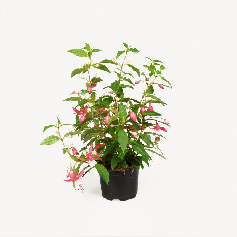 Fuchsia stehend