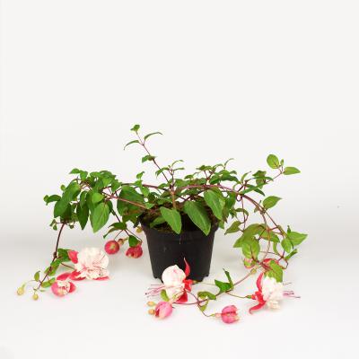 Fuchsia halbhängend
