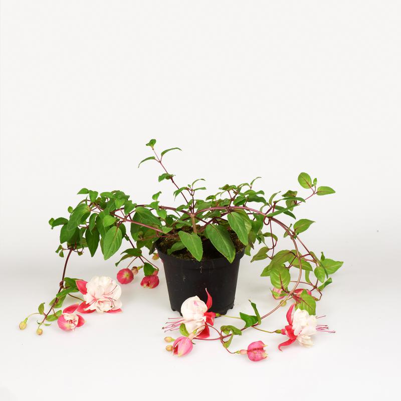 Fuchsia halbhängend