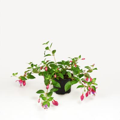 Fuchsia halbhängend