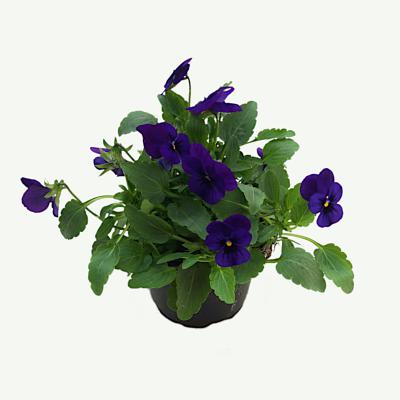 Hornveilchen - Viola Cornuta