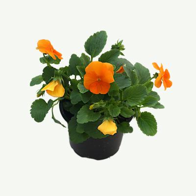 Hornveilchen - Viola Cornuta