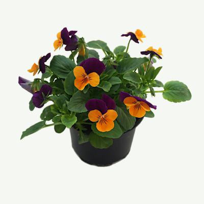 Hornveilchen - Viola Cornuta