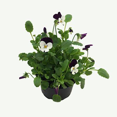 Hornveilchen - Viola Cornuta
