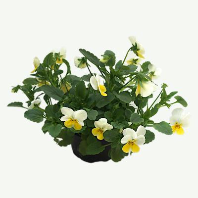 Hornveilchen - Viola Cornuta
