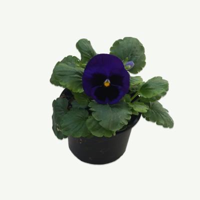 Stiefmütterchen - Viola wittrociana