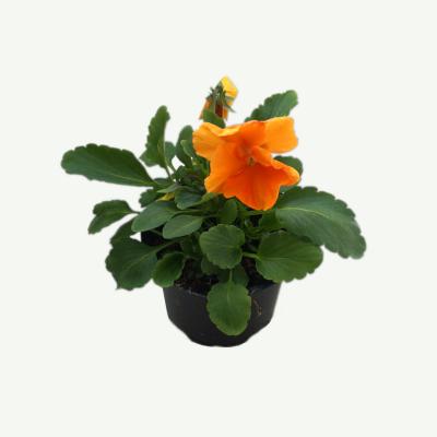 Stiefmütterchen - Viola wittrociana