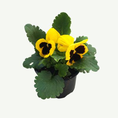 Stiefmütterchen - Viola wittrociana