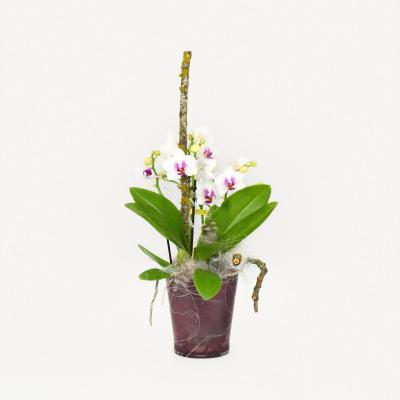 Orchideenliebe