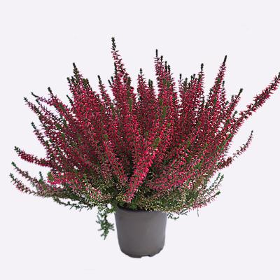 Calluna, einfärbig rot