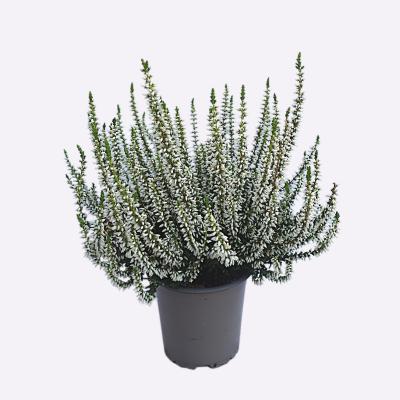 Calluna, einfärbig weiß