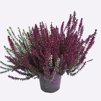 Calluna, zweifärbig
