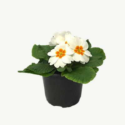 Primel - Primula