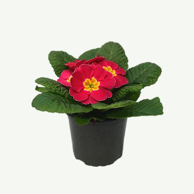 Primel - Primula