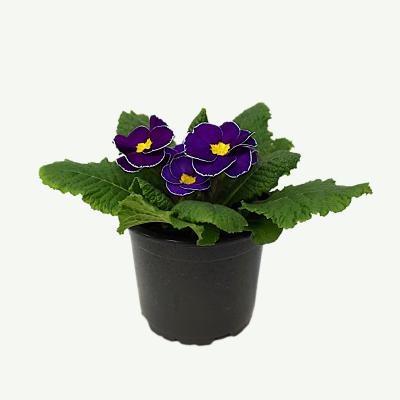 Primel - Primula