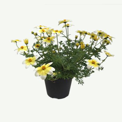 Bidens-Goldmarie
