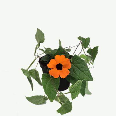 Schwarzäugige Susanne