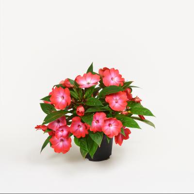 Impatiens New Guinea