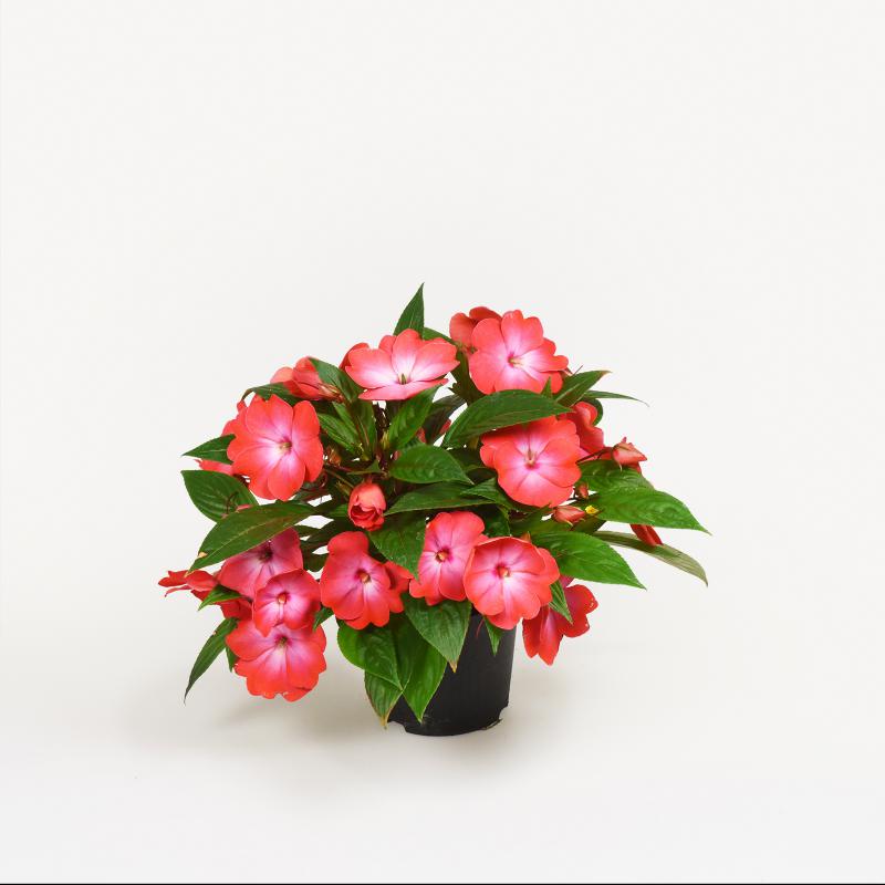 Impatiens New Guinea