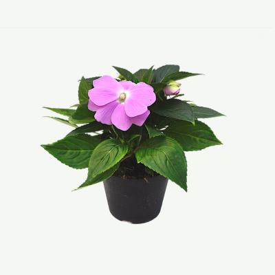 Impatiens New Guinea