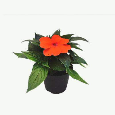 Impatiens New Guinea