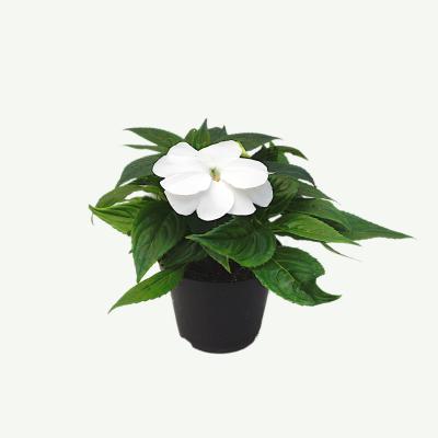 Impatiens New Guinea