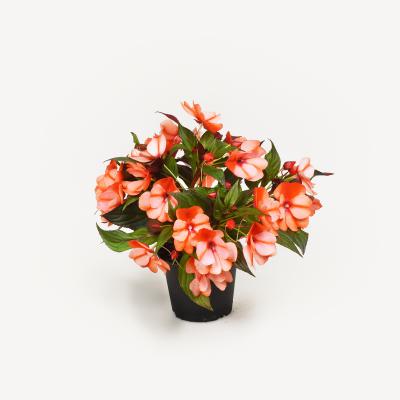 Impatiens New Guinea
