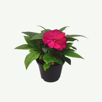 Impatiens New Guinea