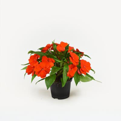 Impatiens New Guinea
