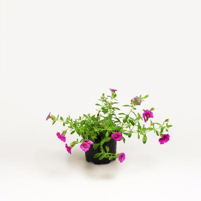 Calibrachoa - Uno Pink 