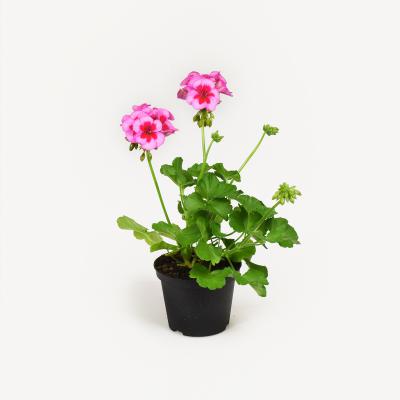 Pelargonie - Moonlight Thelma