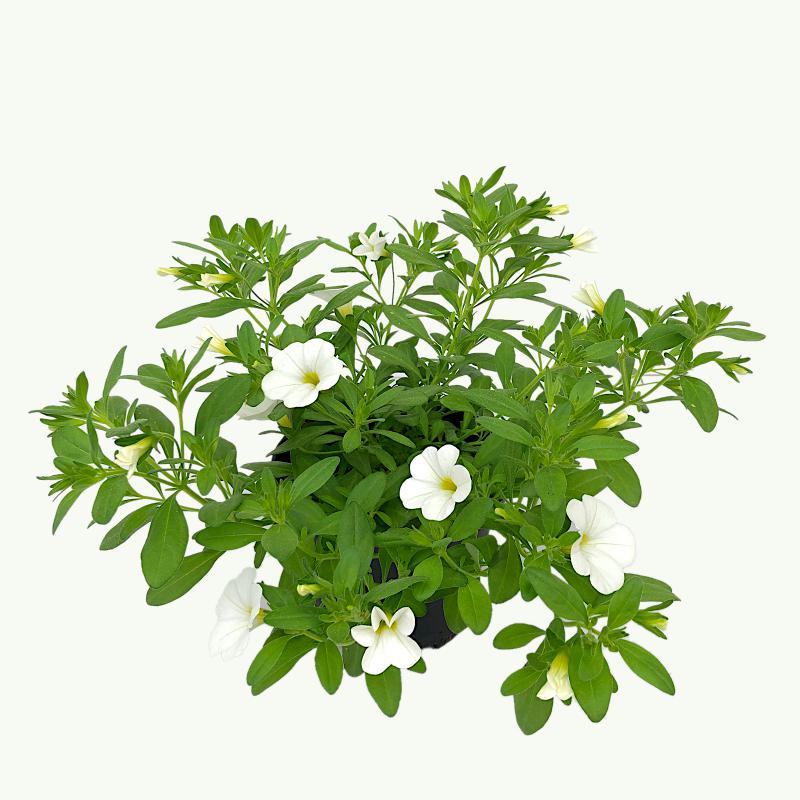 Calibrachoa - Neo White