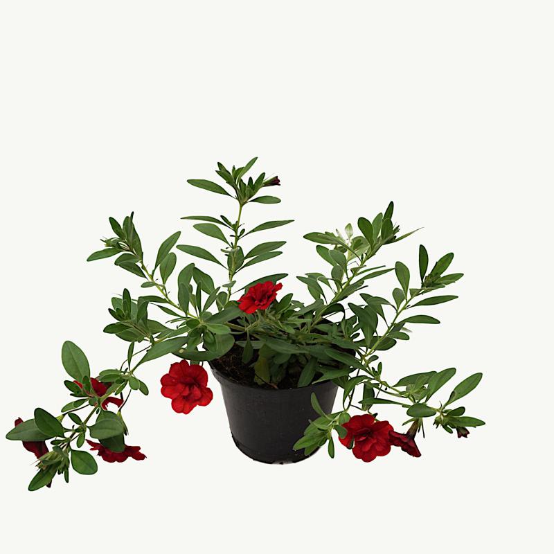 Calibrachoa - Uno Double Red