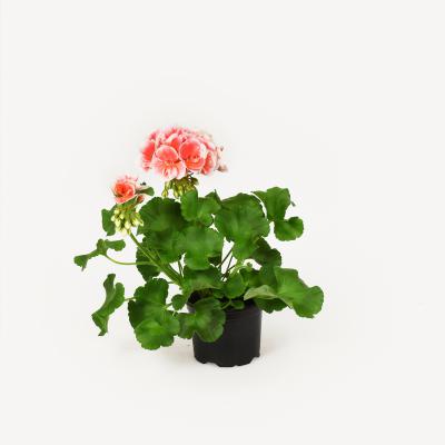 Pelargonie - Jessy