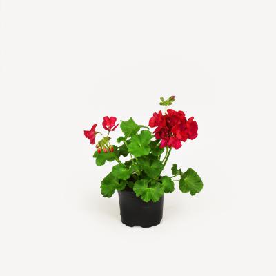 Pelargonie - Sunrise Arcona