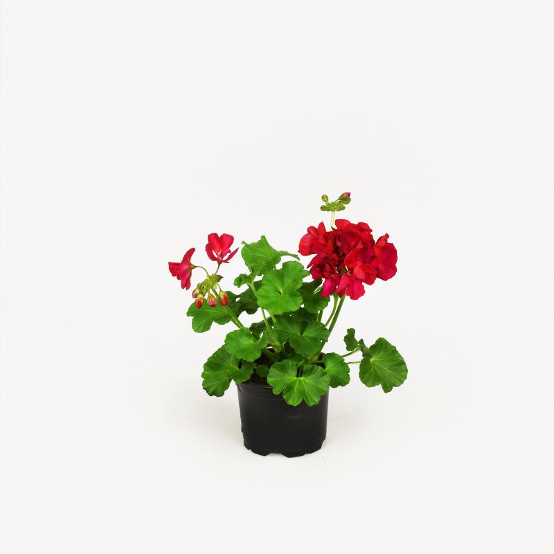 Pelargonie - Sunrise Arcona