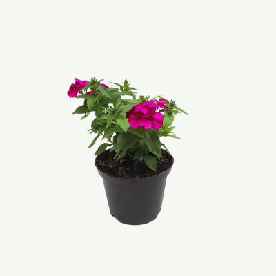 Balkon-Phlox