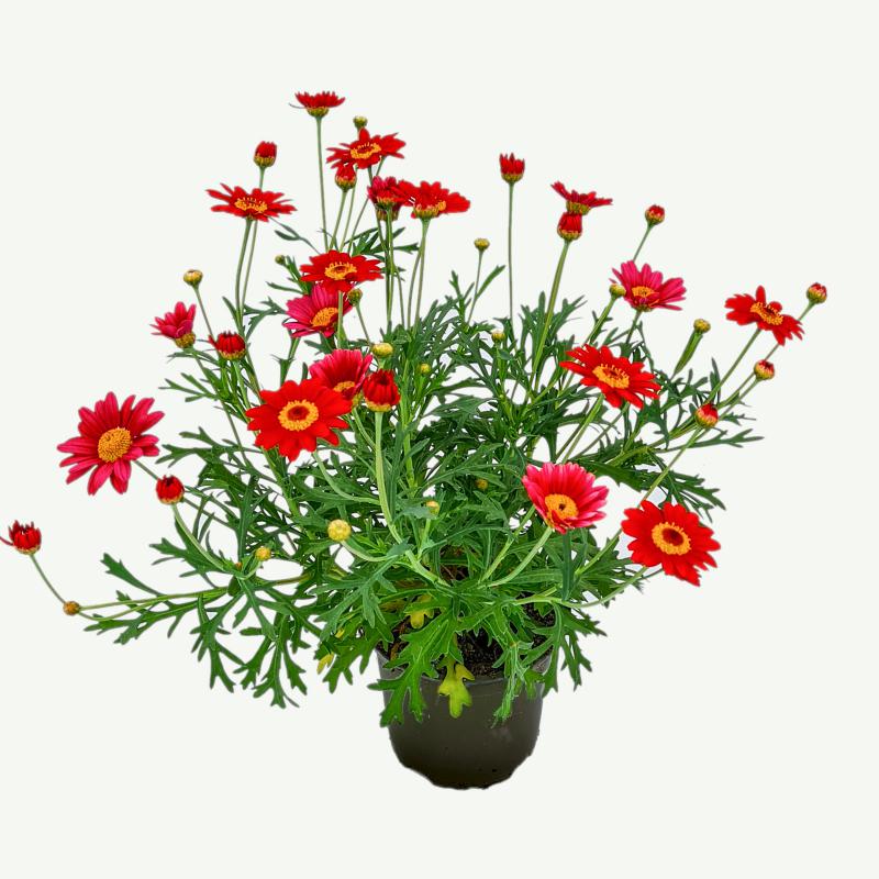 Margerite rot