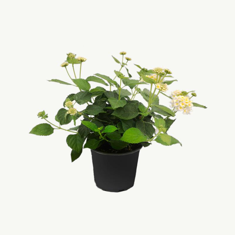 Lantana Wandelröschen