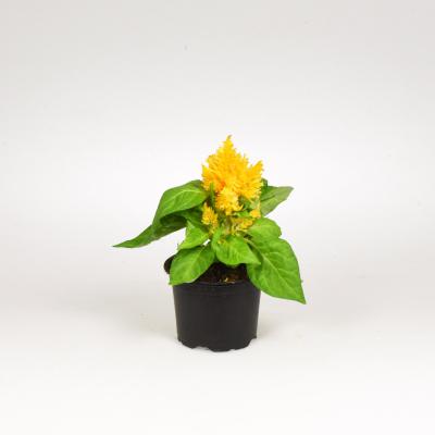 Celosia