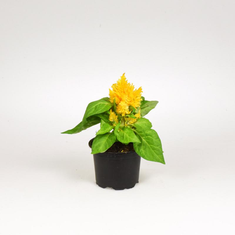 Celosia