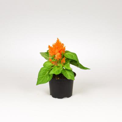 Celosia