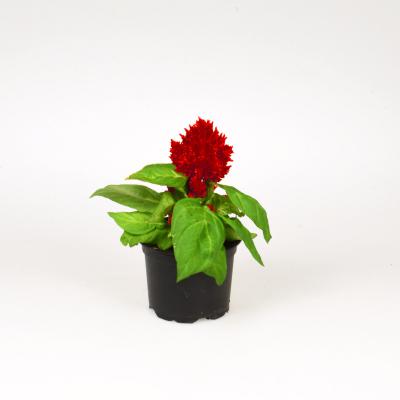 Celosia