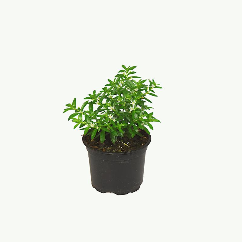 Cuphea