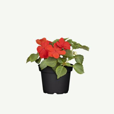 Impatiens Walleriana