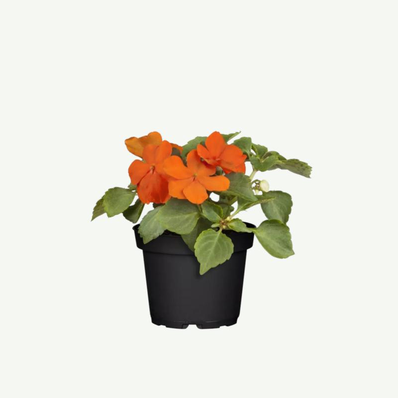 Impatiens Walleriana