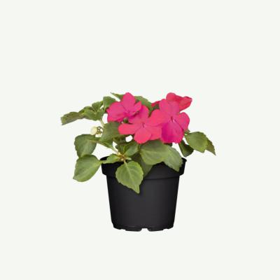 Impatiens Walleriana